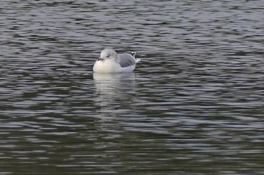 230123 common gull