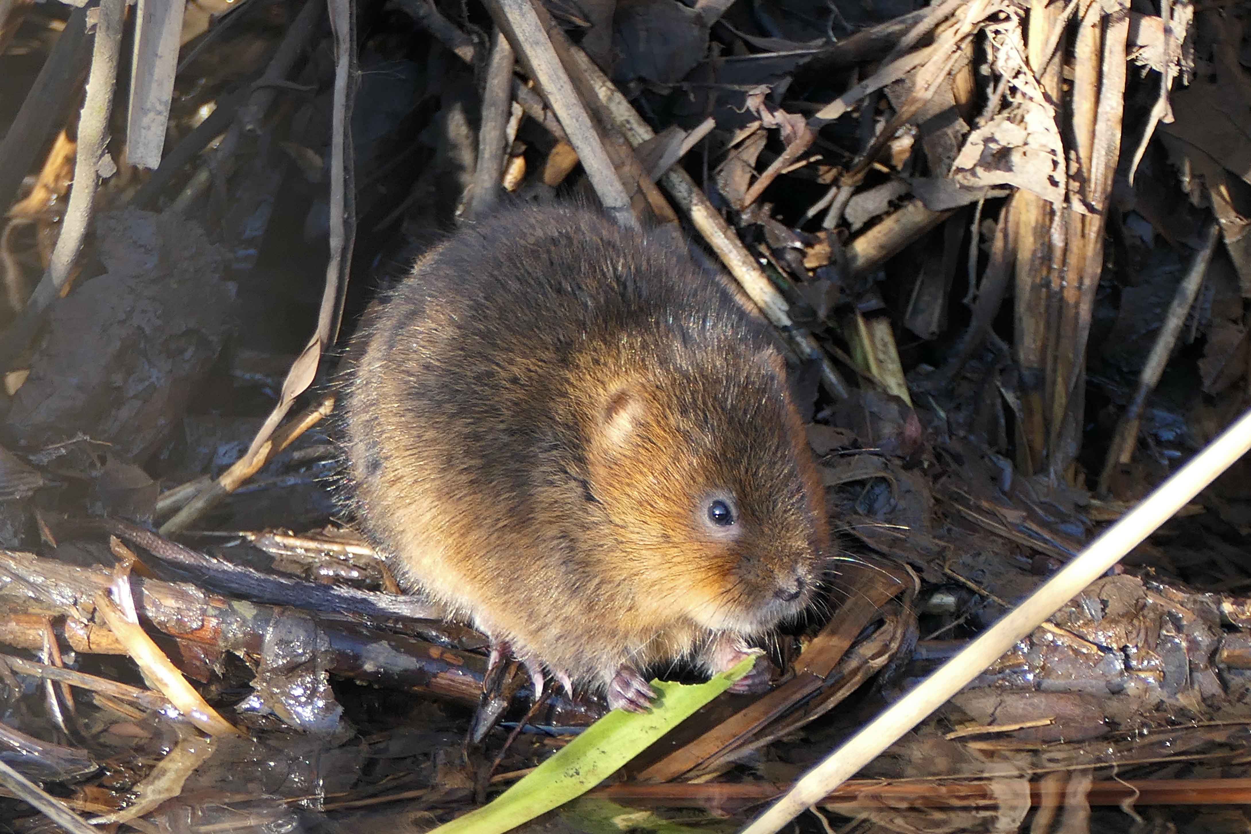 230125 water vole