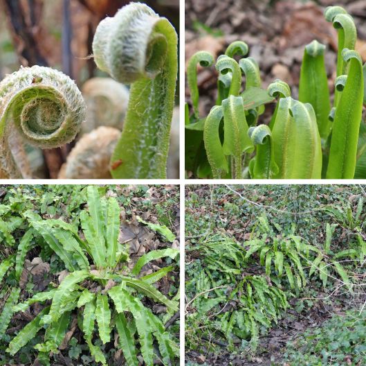 230127 hart's-tongue fern