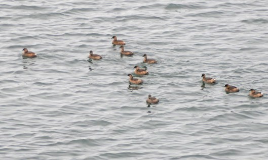 230128 little grebes (1)