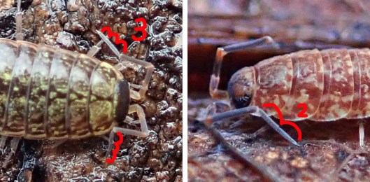 230202 woodlouse antennae