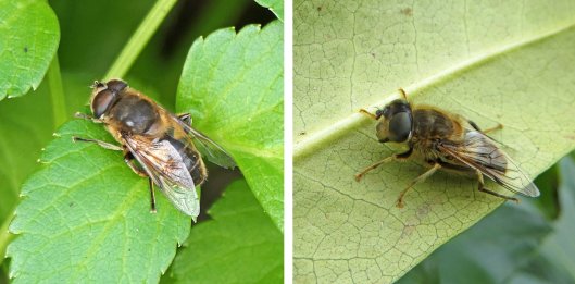 230203 eristalis tenax and pertinax (2)