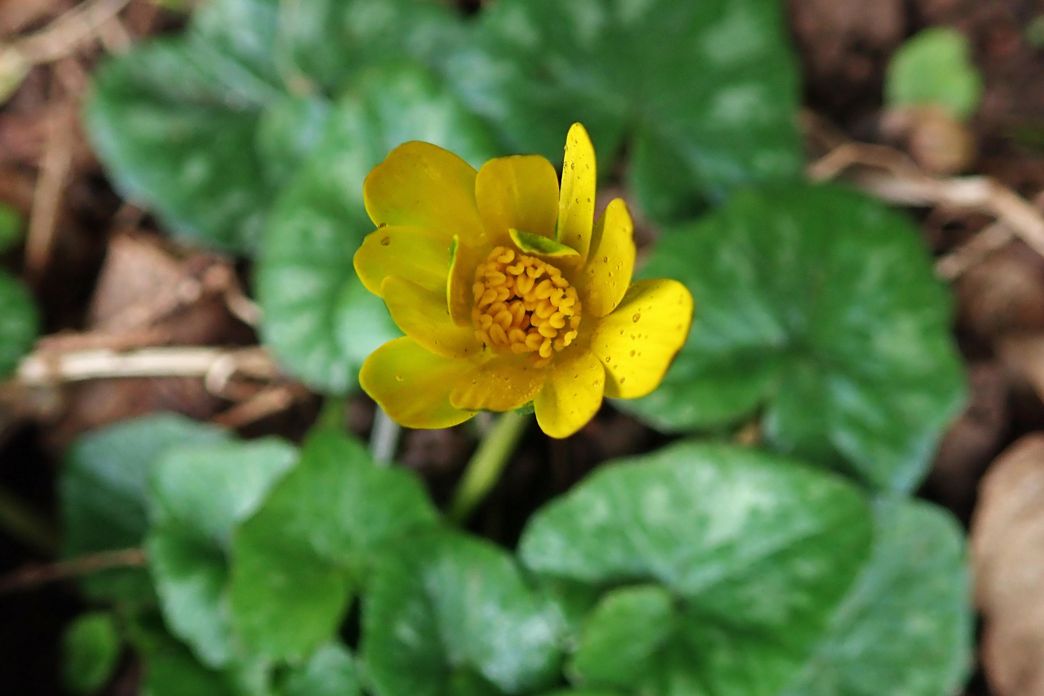 230205 lesser celandine