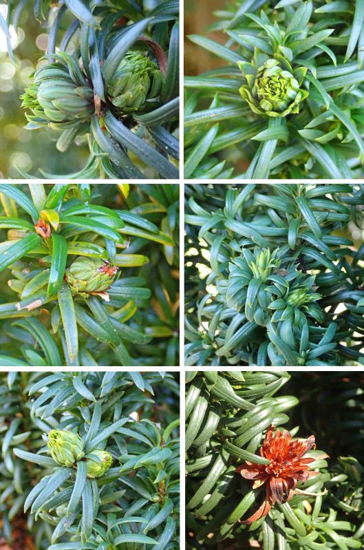 230209 taxomyia taxi