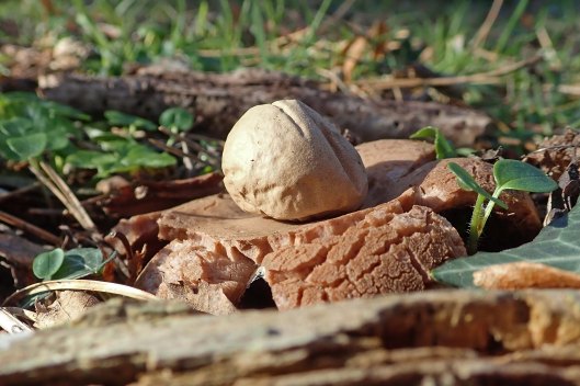 230210 earthstar (1)