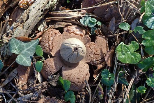 230210 earthstar (2)