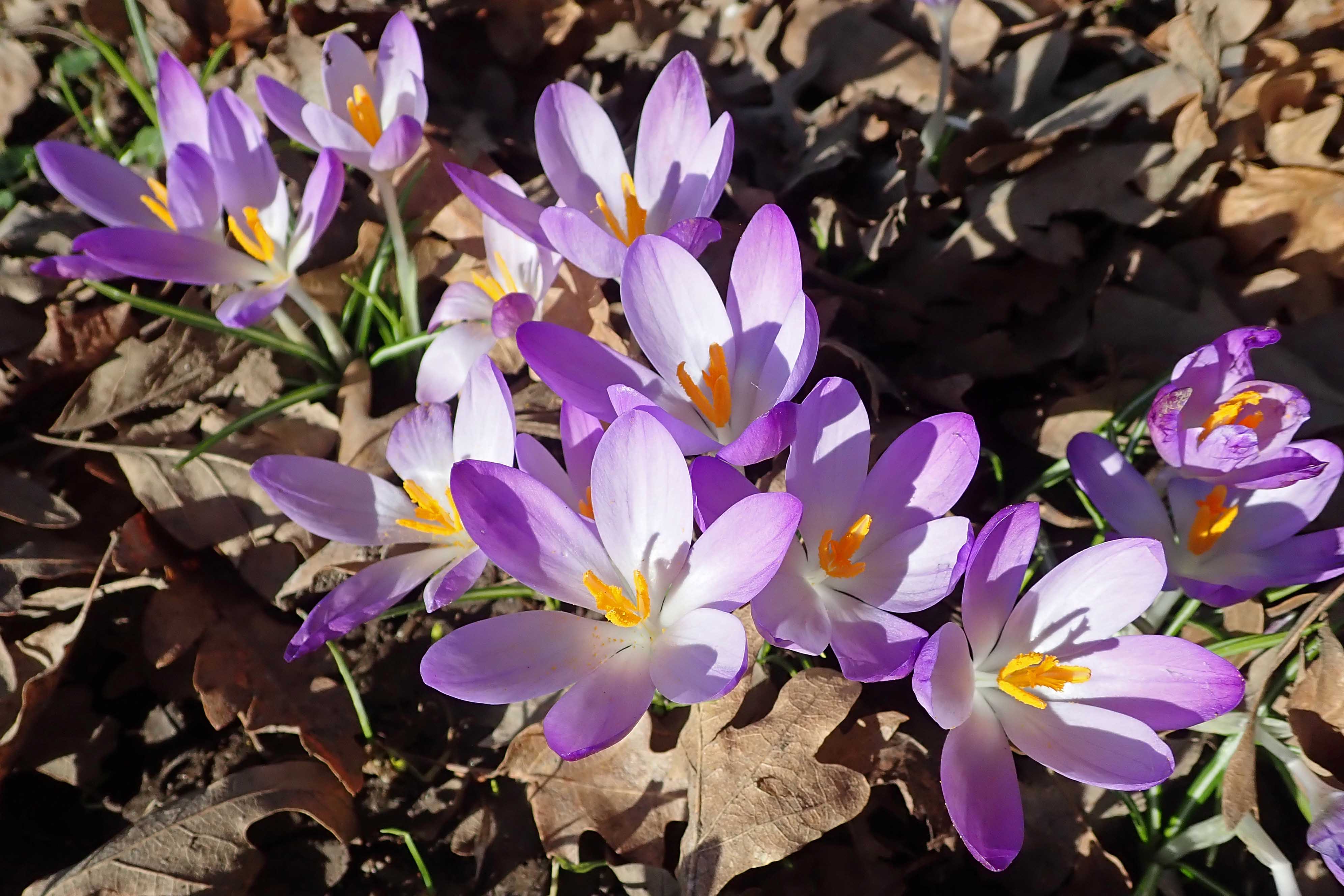 230212 crocuses