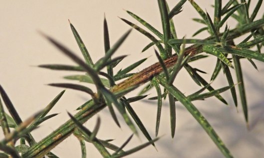 230213 phyllonorycter ulicicolella (1)