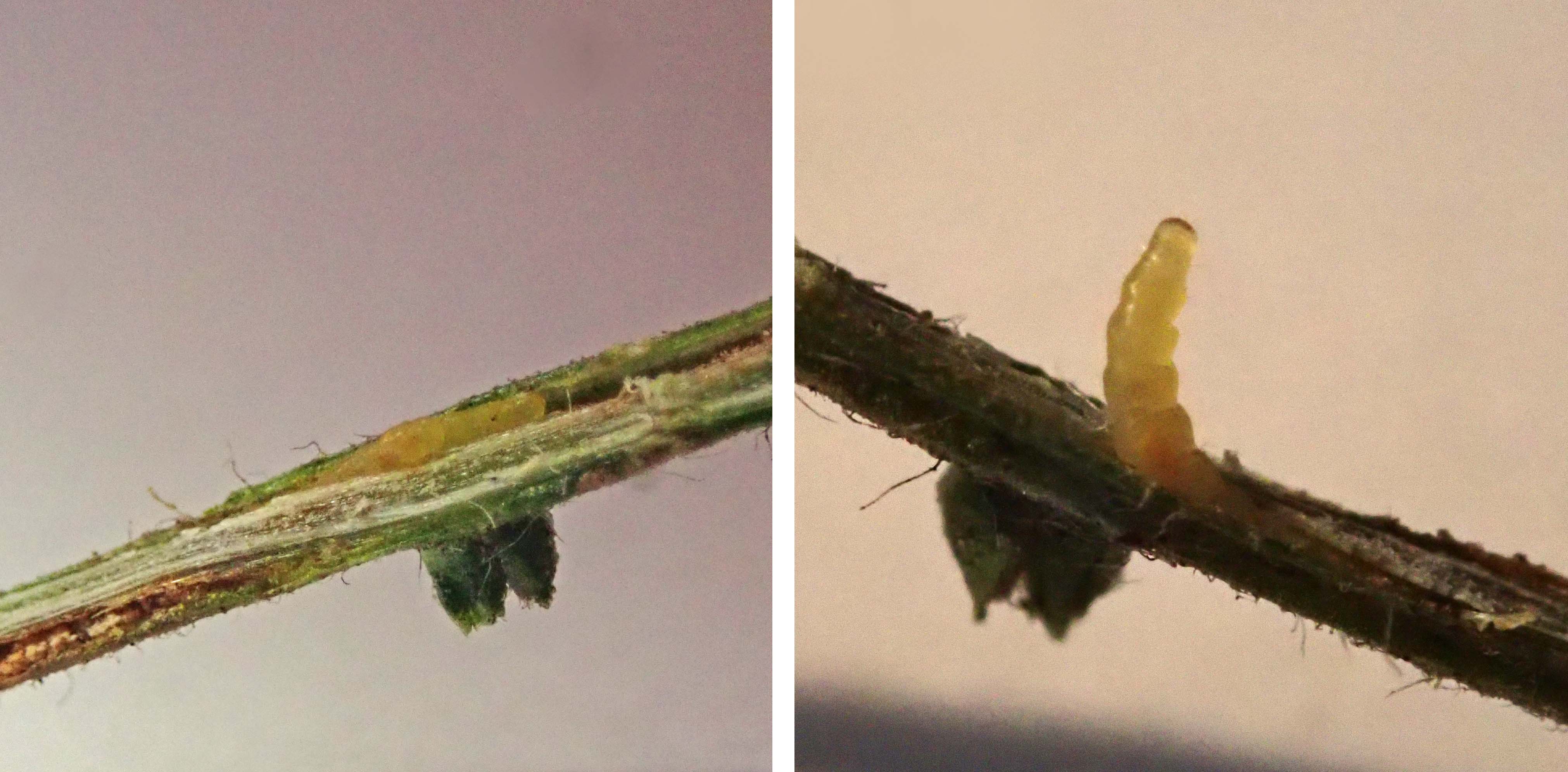 230213 phyllonorycter ulicicolella (2)