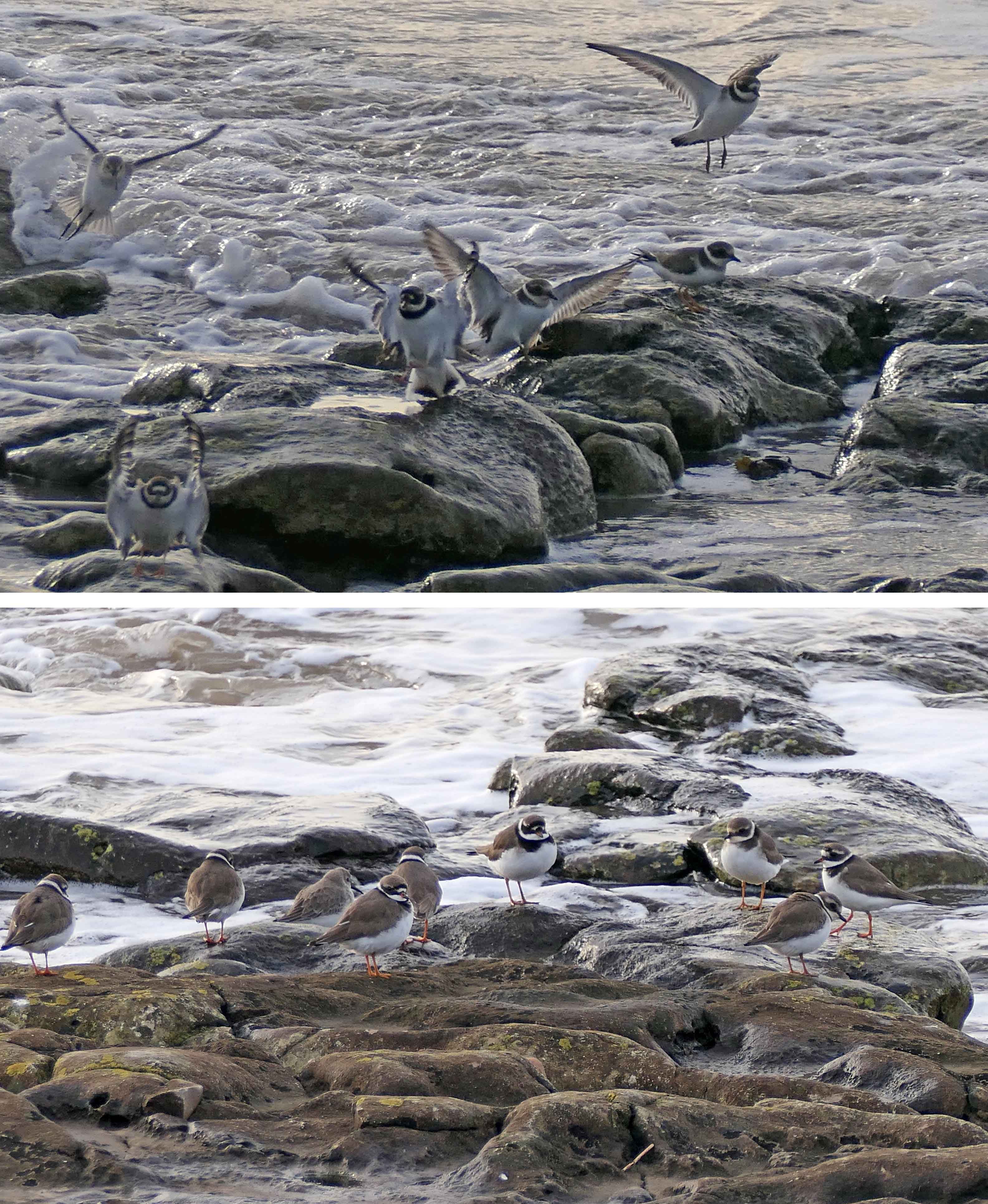 230214 ringed plover (2)