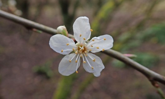 230219 blackthorn (1)