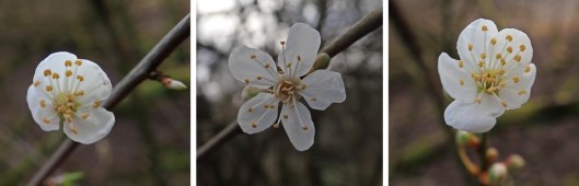 230219 blackthorn (2)