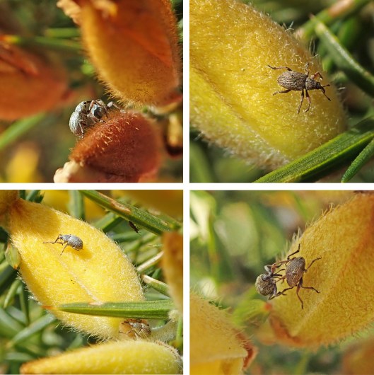 230222 gorse weevils