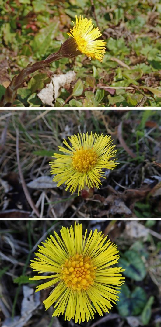 230228 coltsfoot