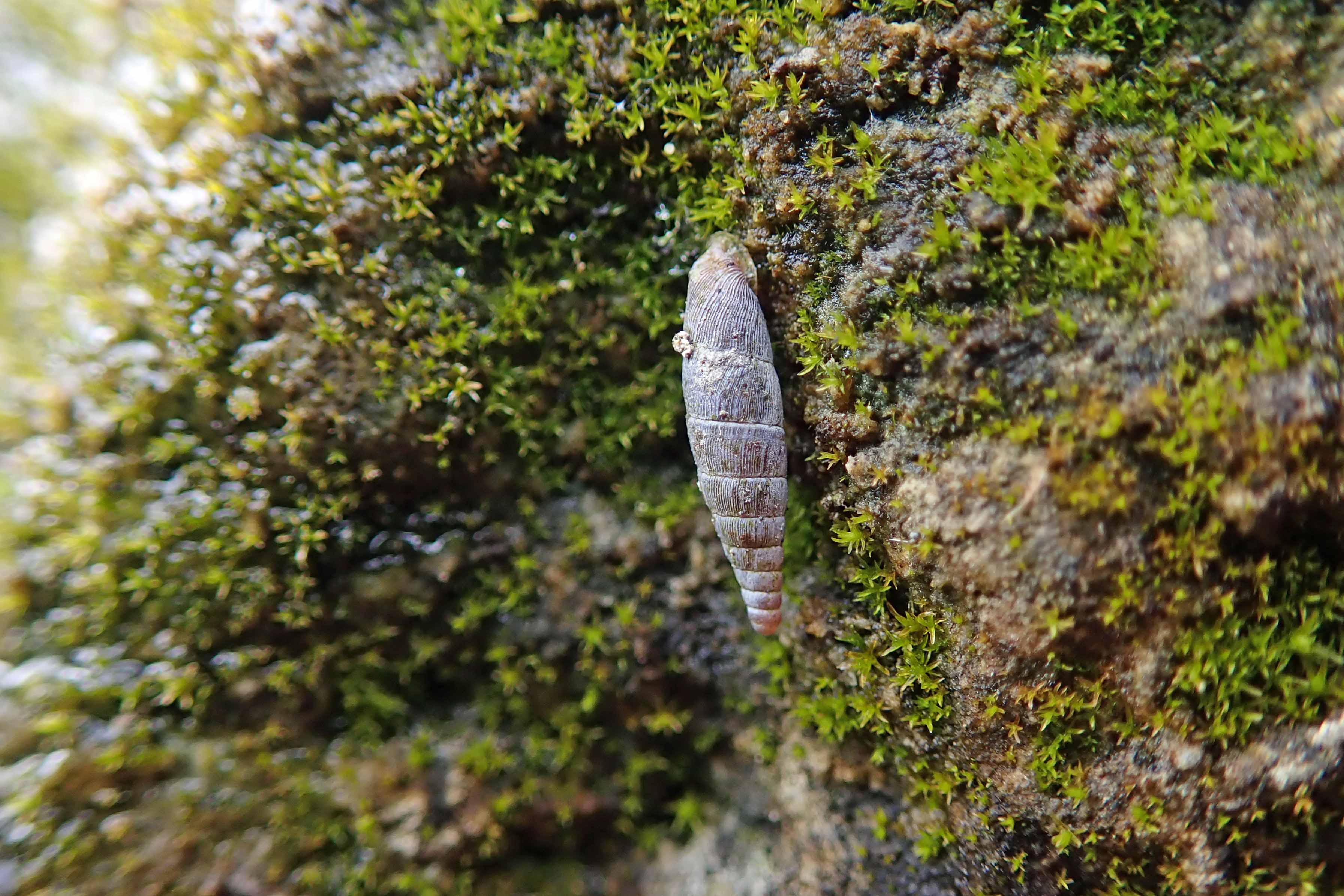 230302 clausiliidae species