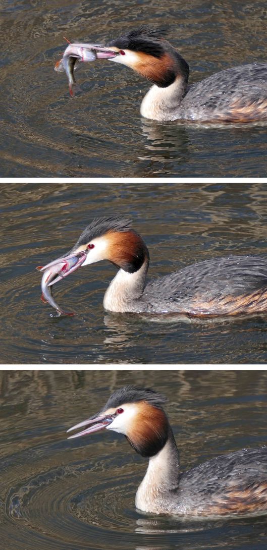 230304 great crested grebe eating fish