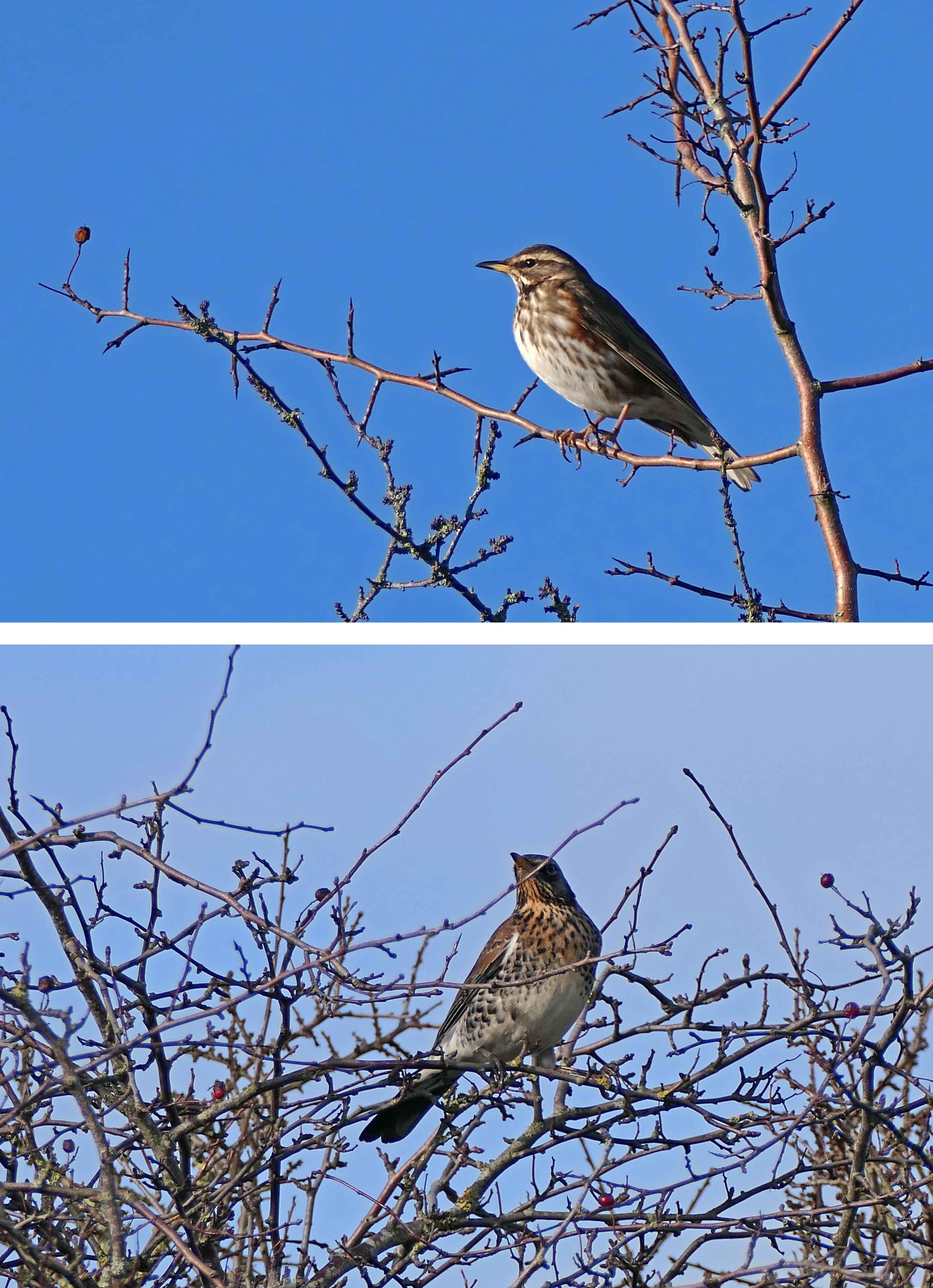 230306 winter thrushes