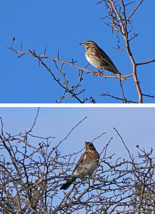 230306 winter thrushes