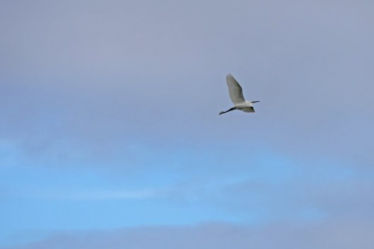 230307 little egret