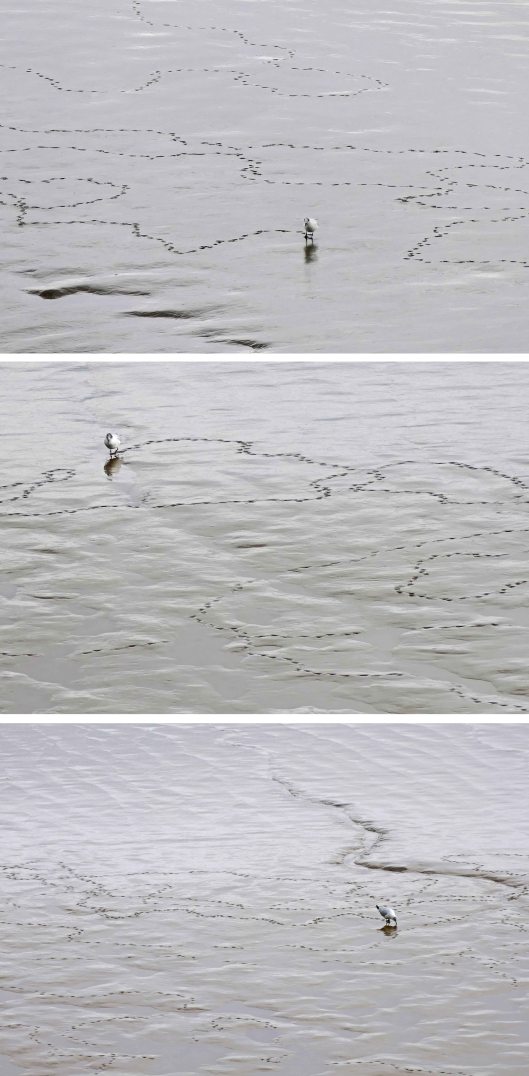 230308 gull tracks in mud