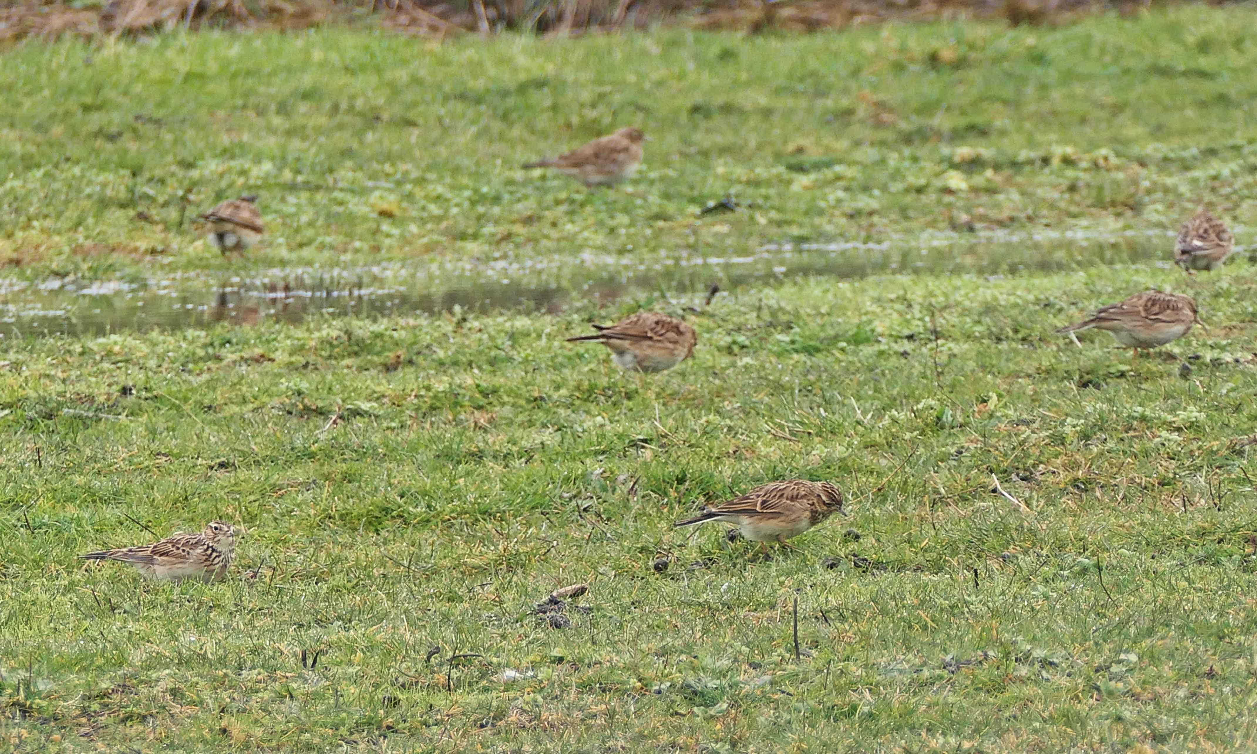 230309 skylarks and snow (2)