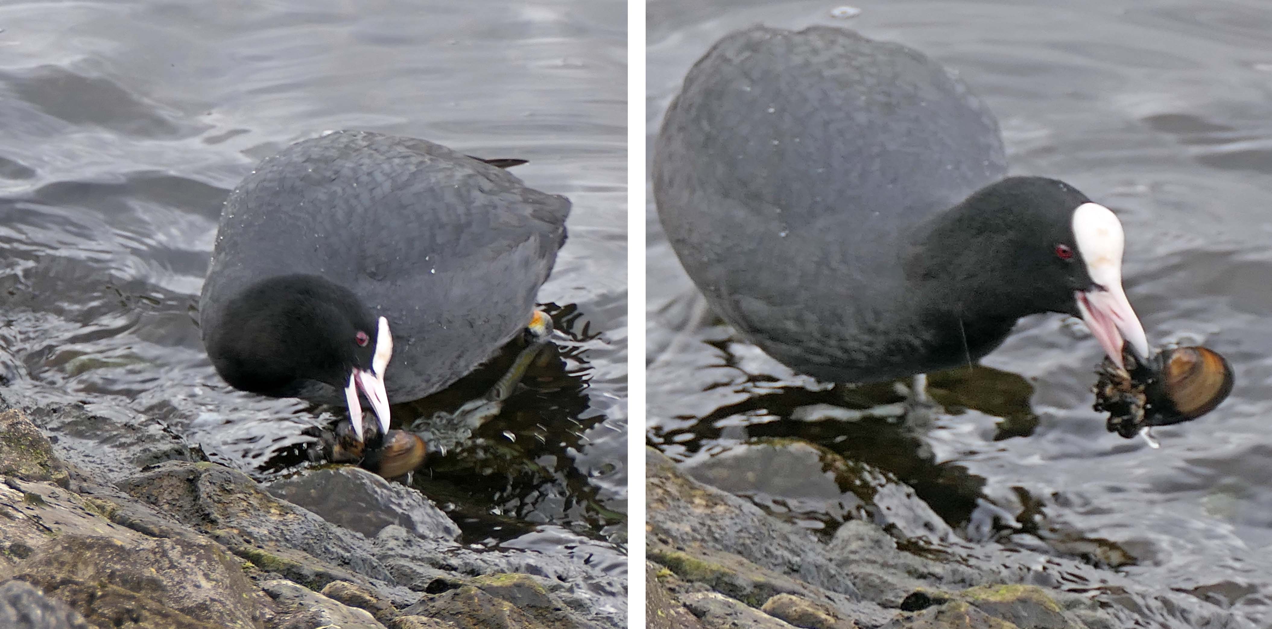 230311 coot and zebra mussel (3)