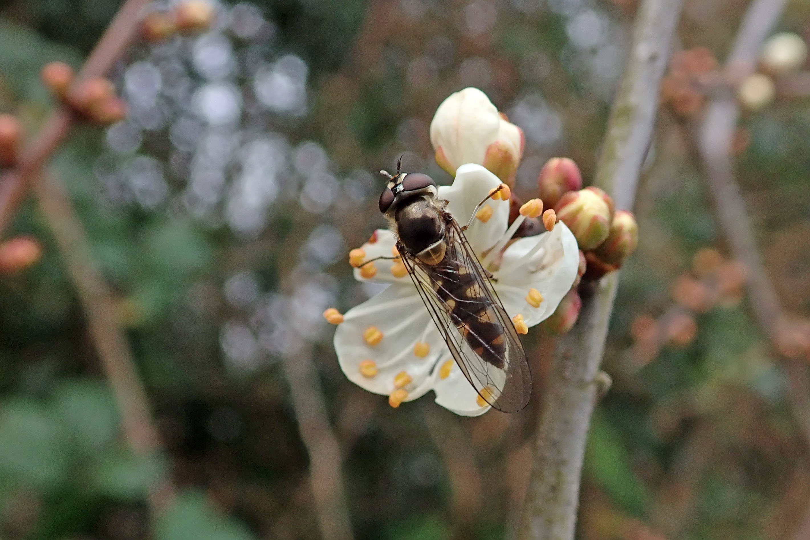 230313 meliscaeva auricollis (1)