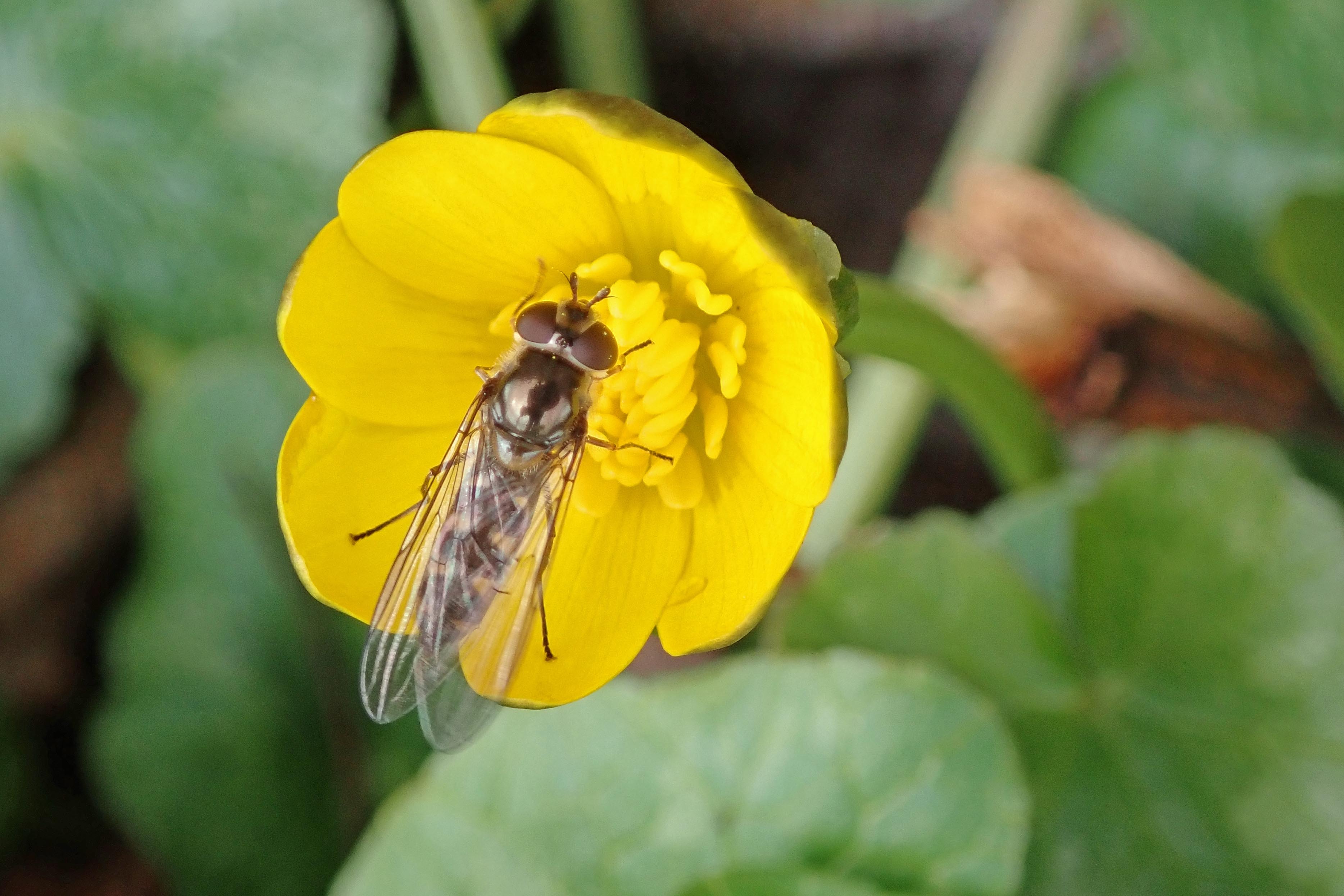 230313 meliscaeva auricollis (2)