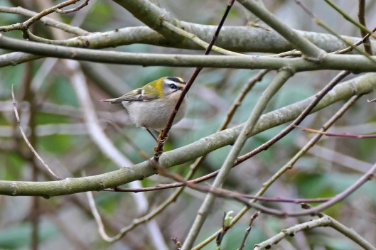 230315 firecrest