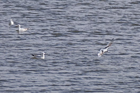 230324 little gull (1)