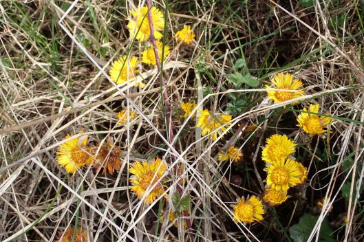 230326 coltsfoot (1)