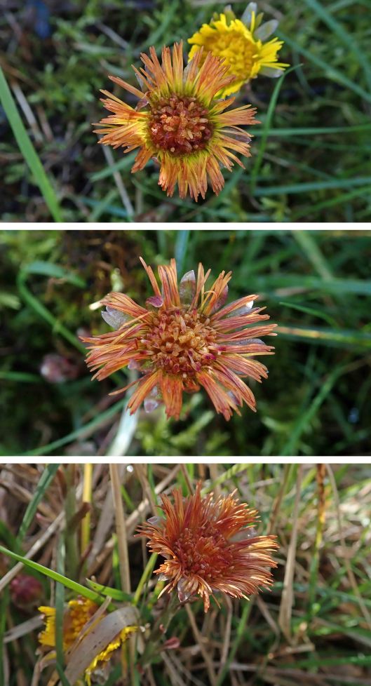 230326 coltsfoot (2)