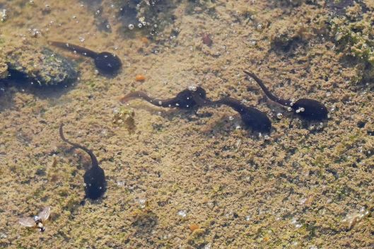 230328 tadpoles (1)