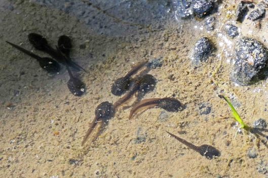 230328 tadpoles (2)