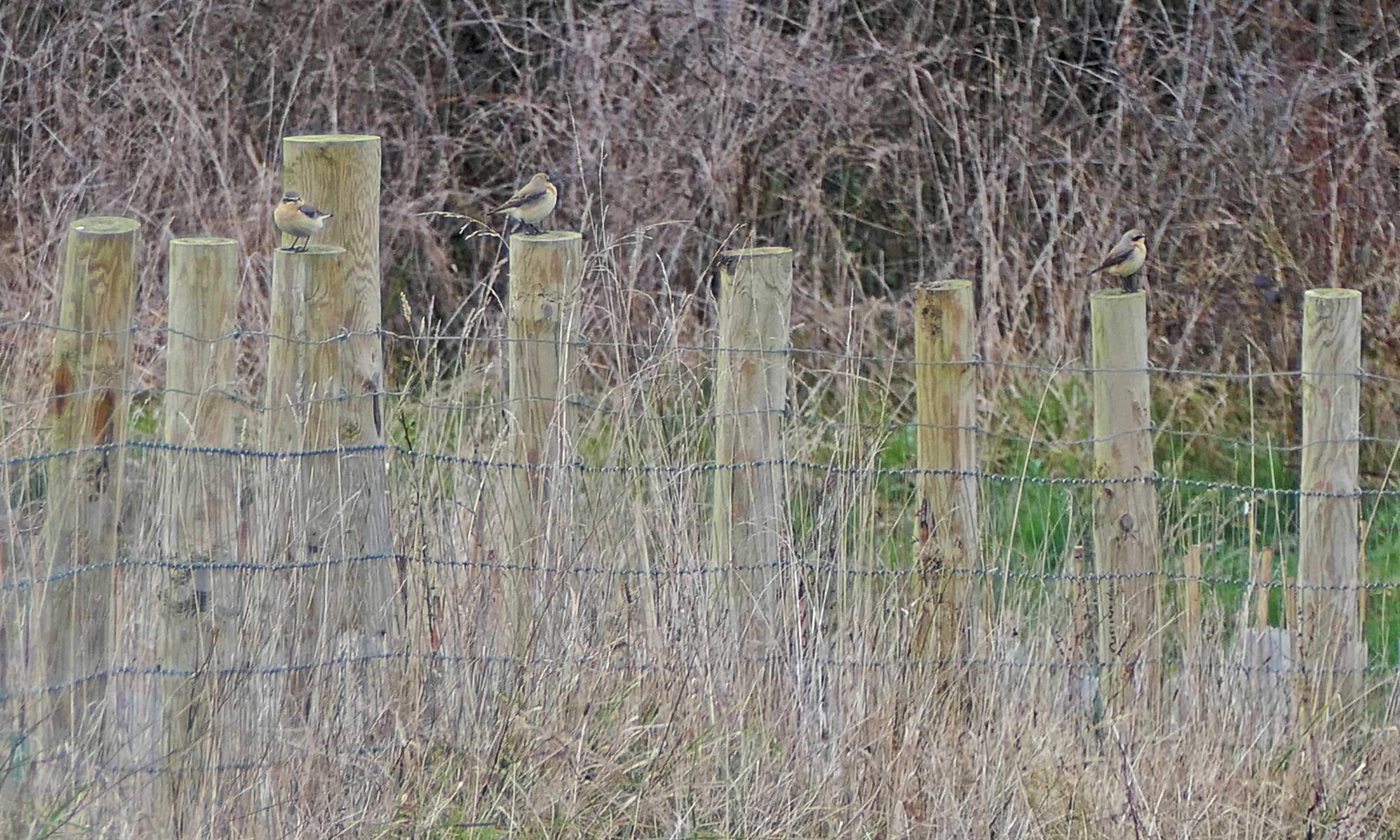 230330 wheatears (1)