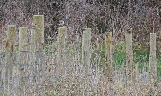 230330 wheatears (1)