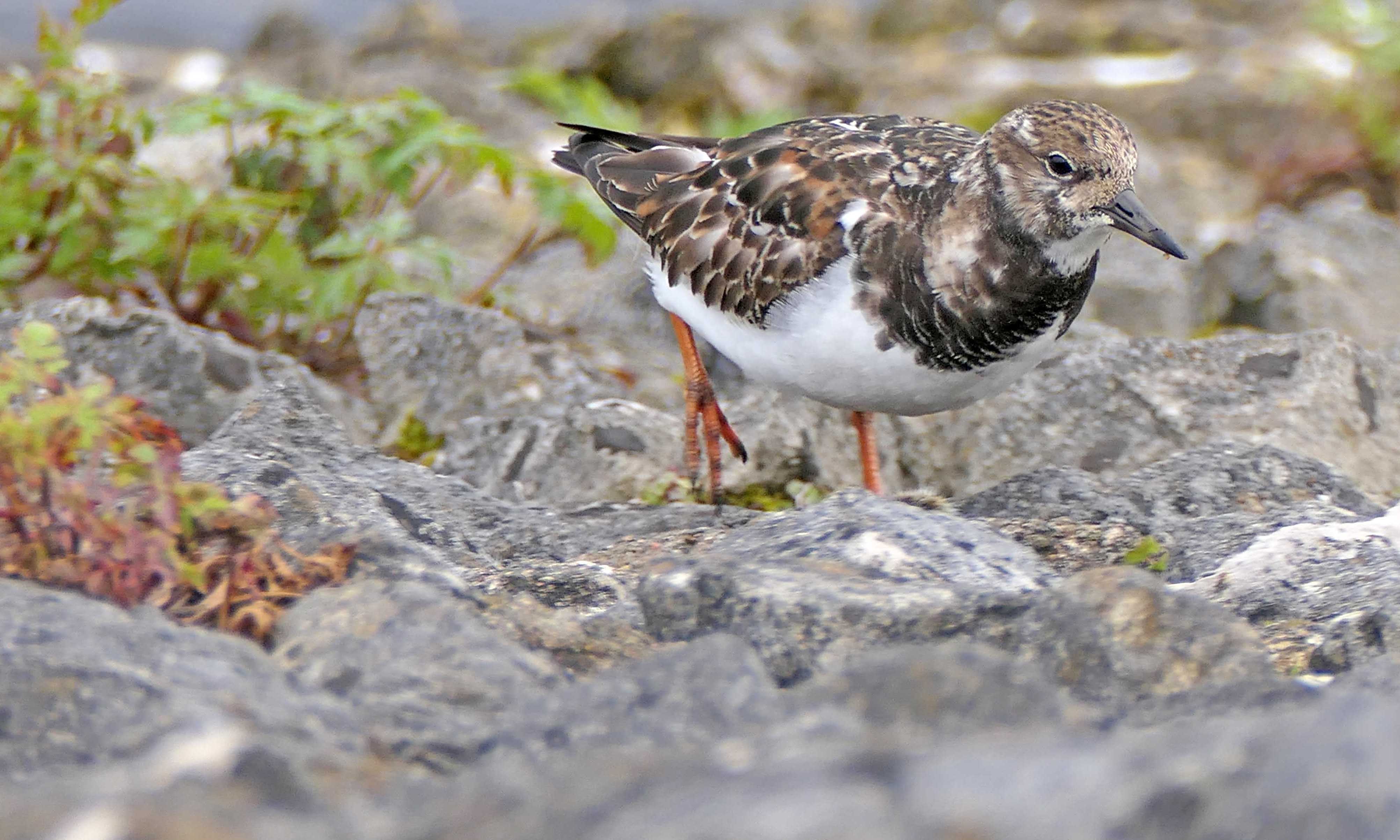 230401 turnstone (1)