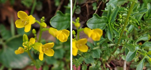 230402 american winter-cress (1)