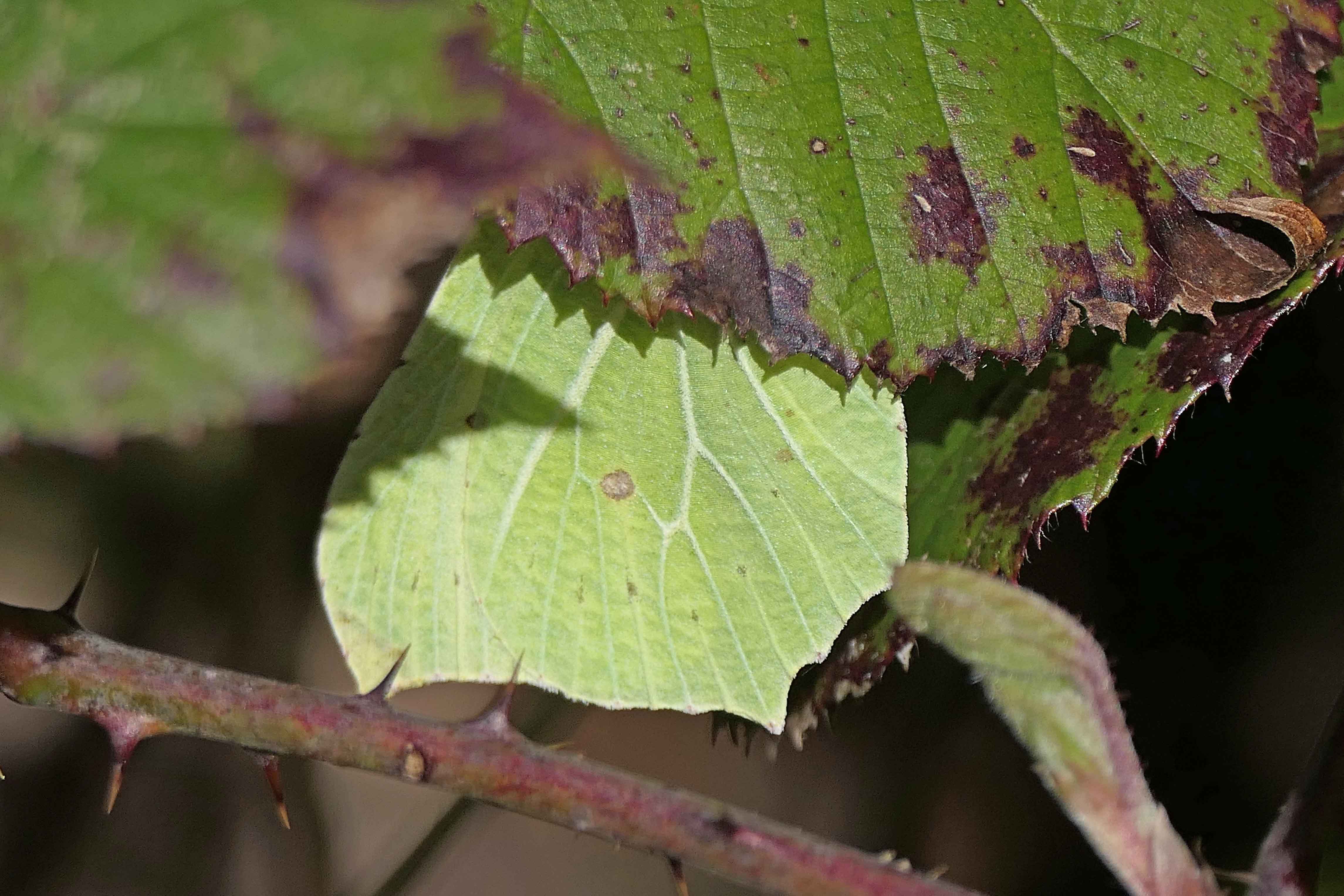 230403 brimstone (1)