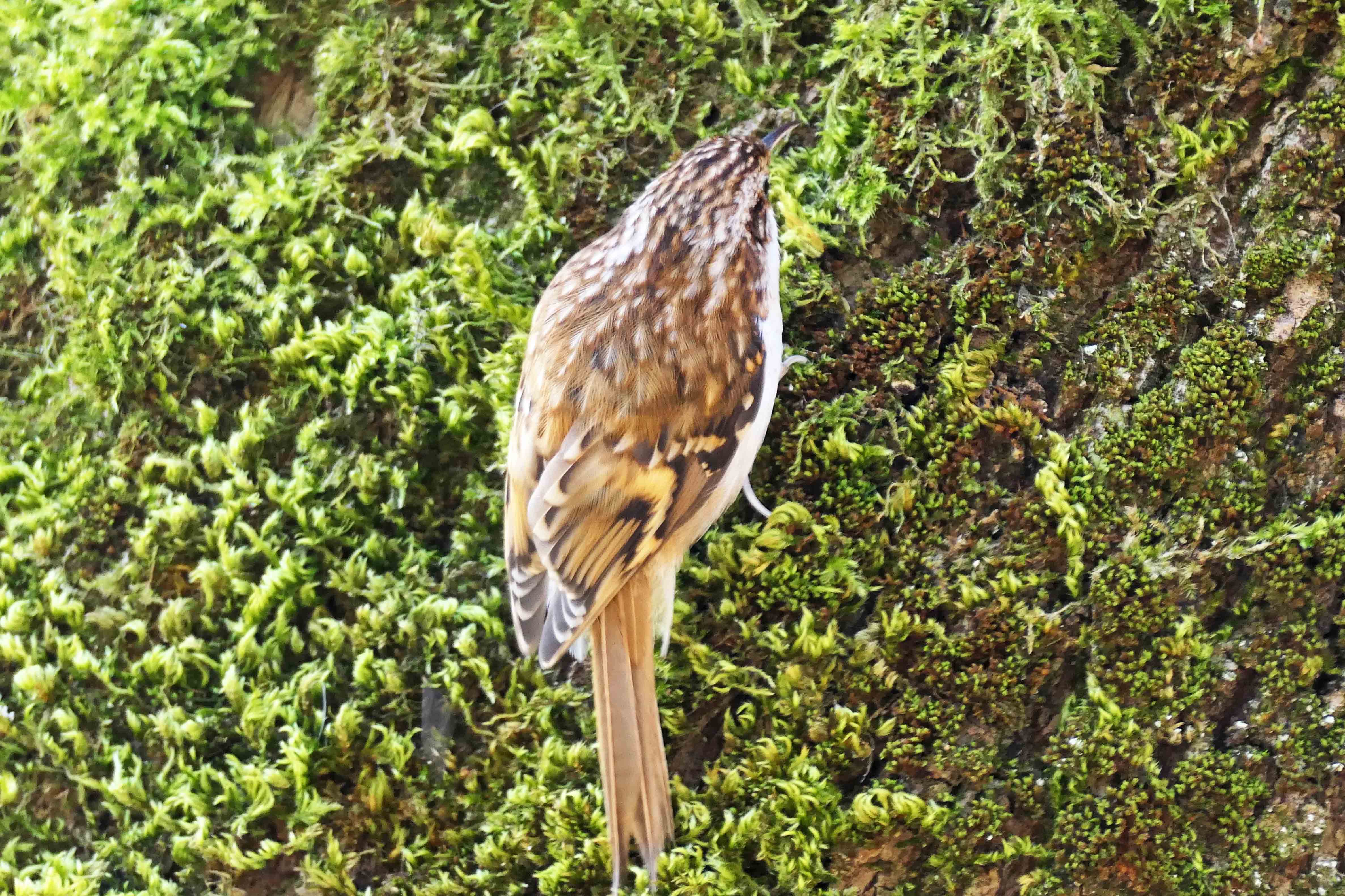 230404 treecreeper