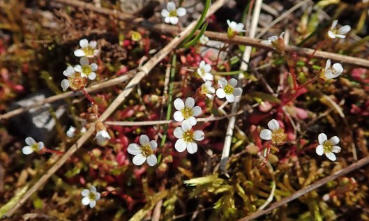 230409 rue-leaved saxifrage (2)