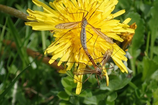 230410 Tipula vernalis