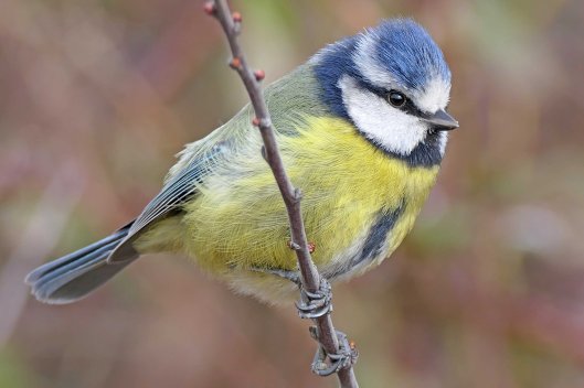 230411 blue tit