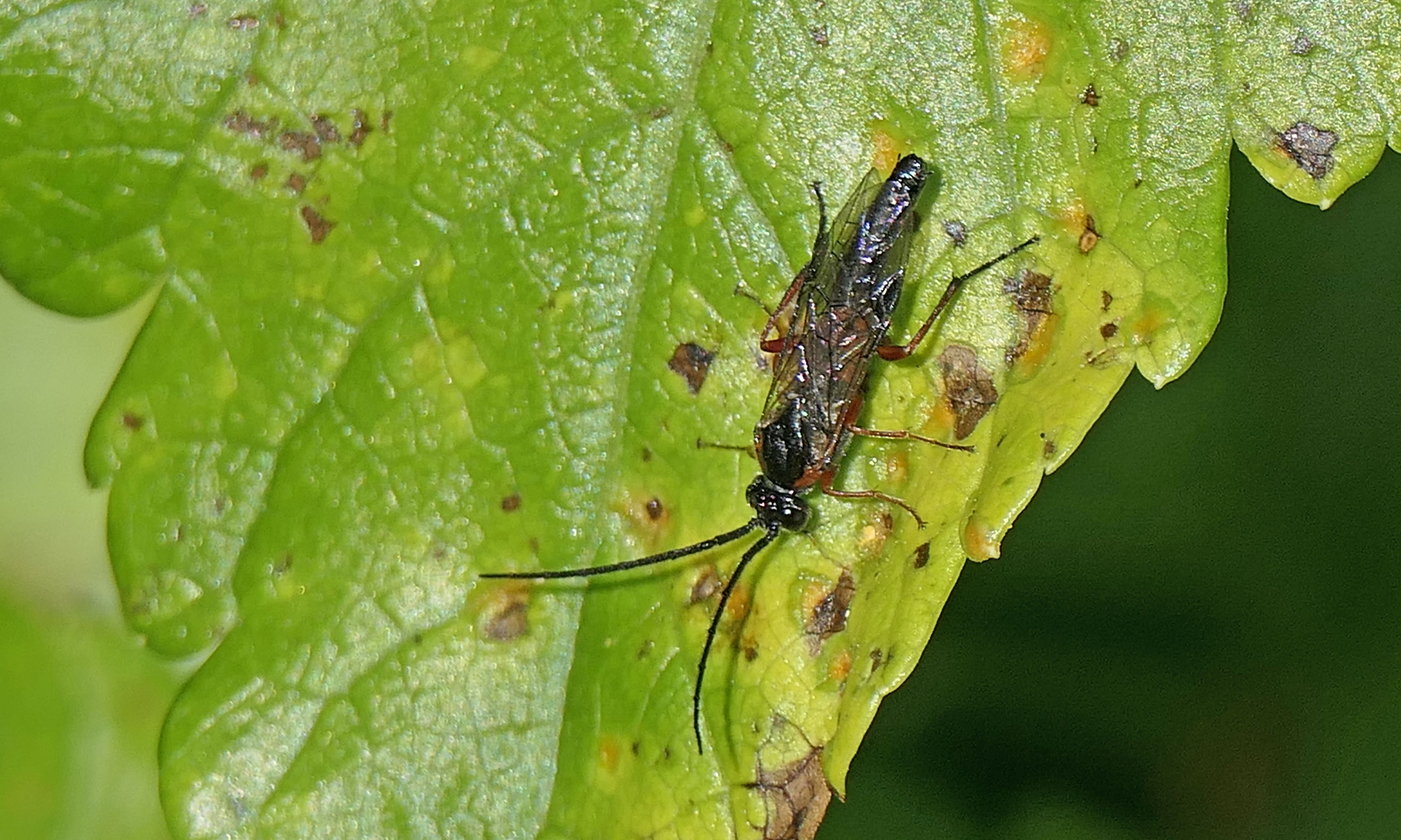 230412 Nematus lucidus (1)