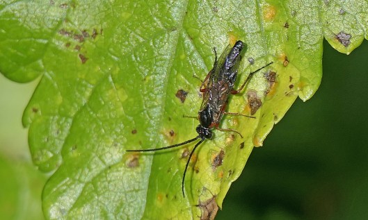 230412 Nematus lucidus (1)