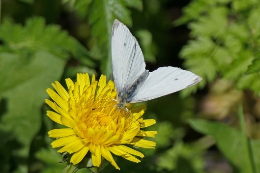 230413 small white (1)