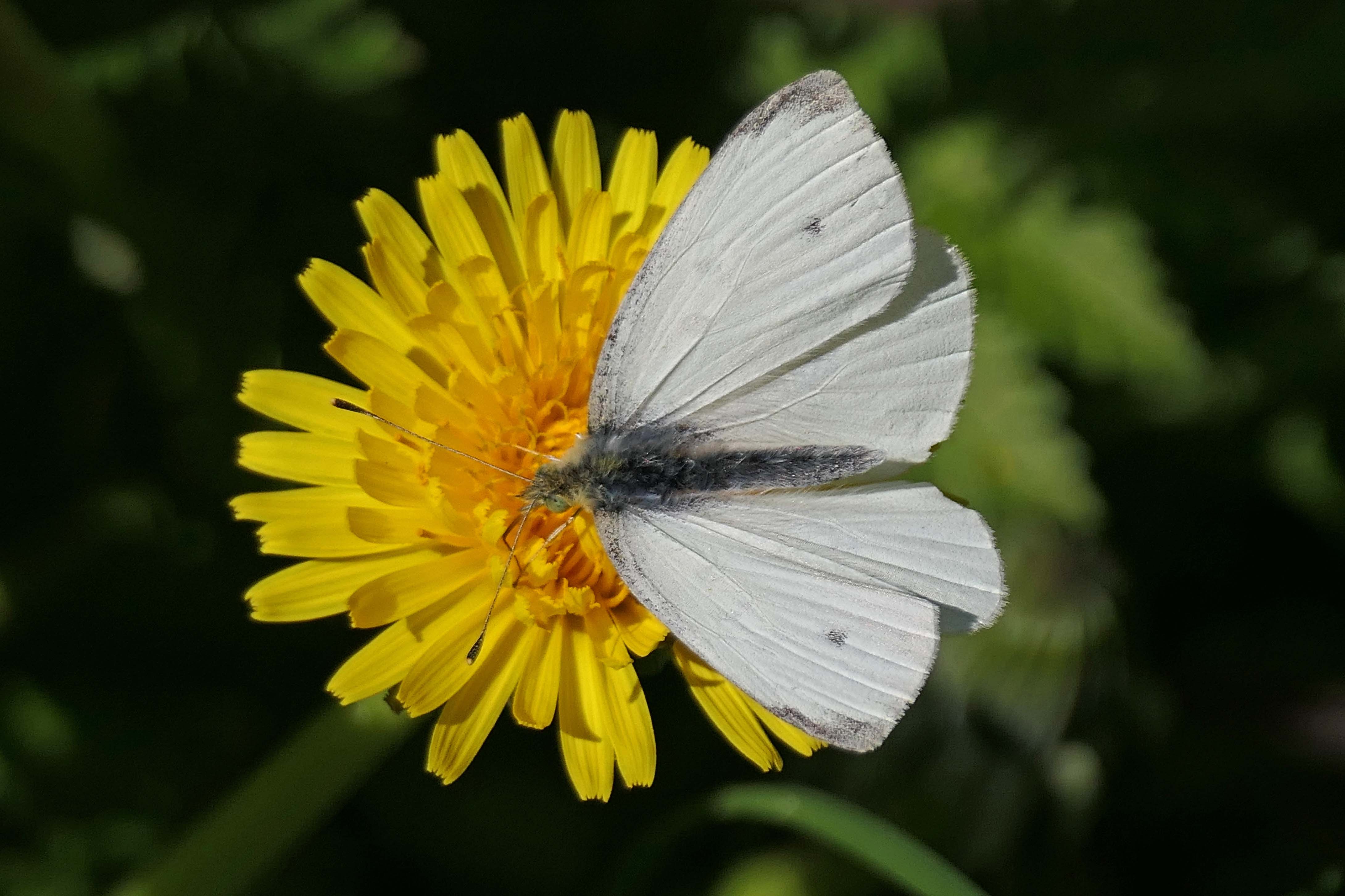 230413 small white (2)