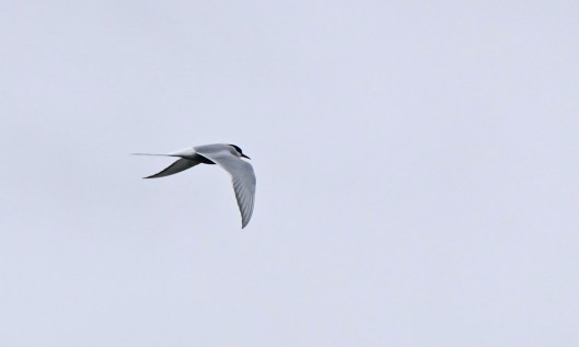 230417 arctic tern (2)