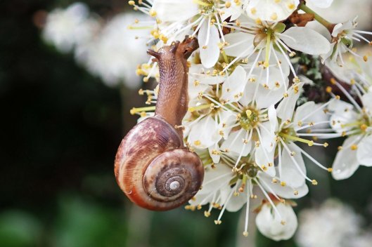 230424 strawberry snail