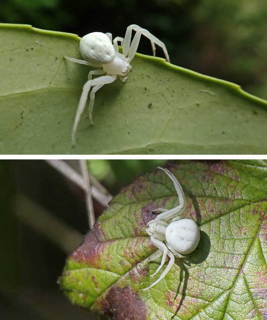 230426 crab spiders (1)